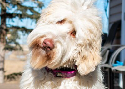 Big Rock’s Fair Maiden