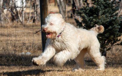 Bone Nutritional Facts & Guidelines