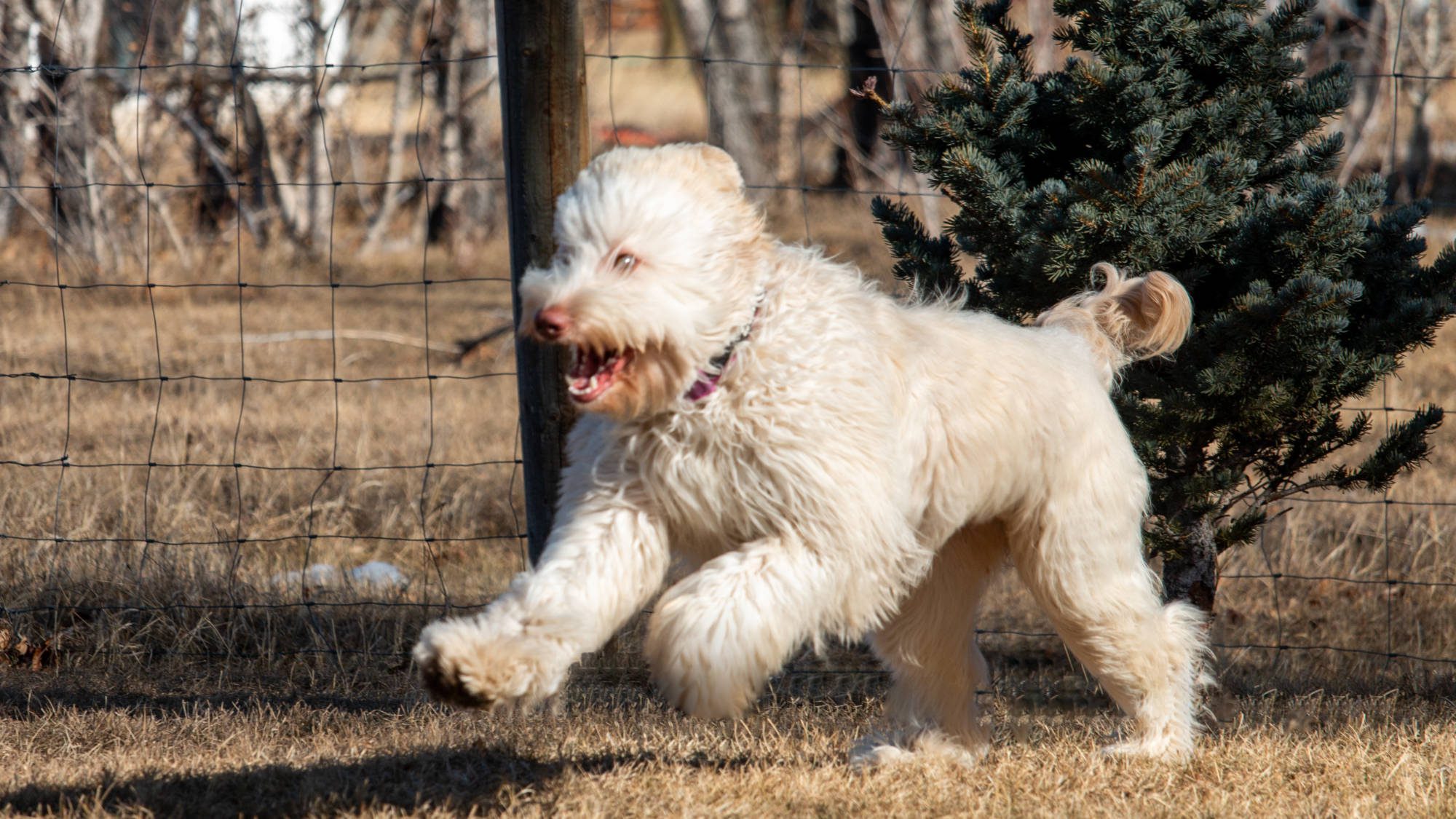 Australian Labradoodle - Big Rock's Fair Maiden - Juliet