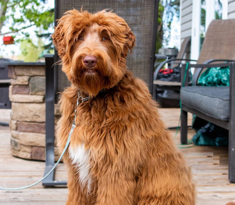 Cherry Blossom Healing Arts Board Certified Practitioners