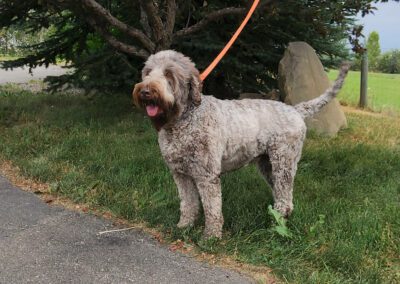 Big Rock’s Harper Lee