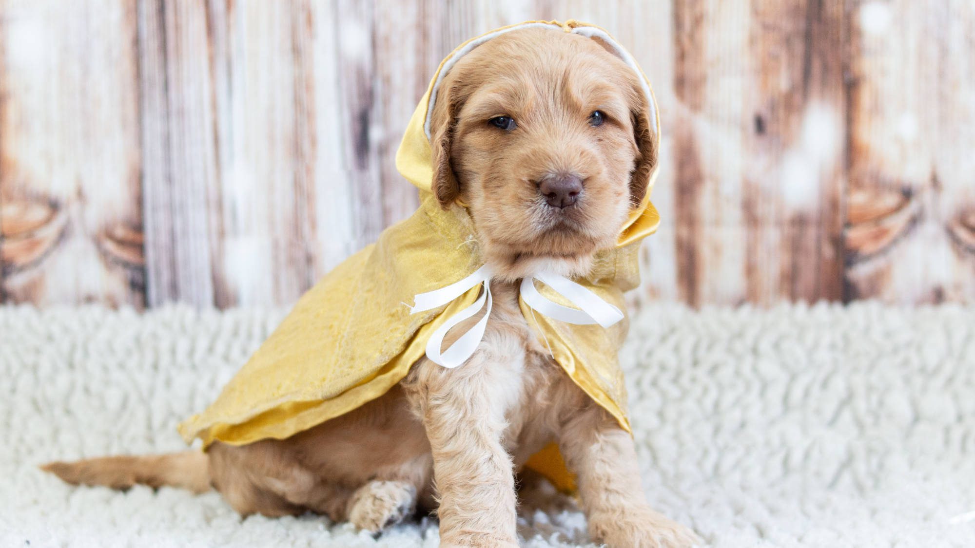 Australian Labradoodle - Big Rock's Mother of Dragons - Khaleesi