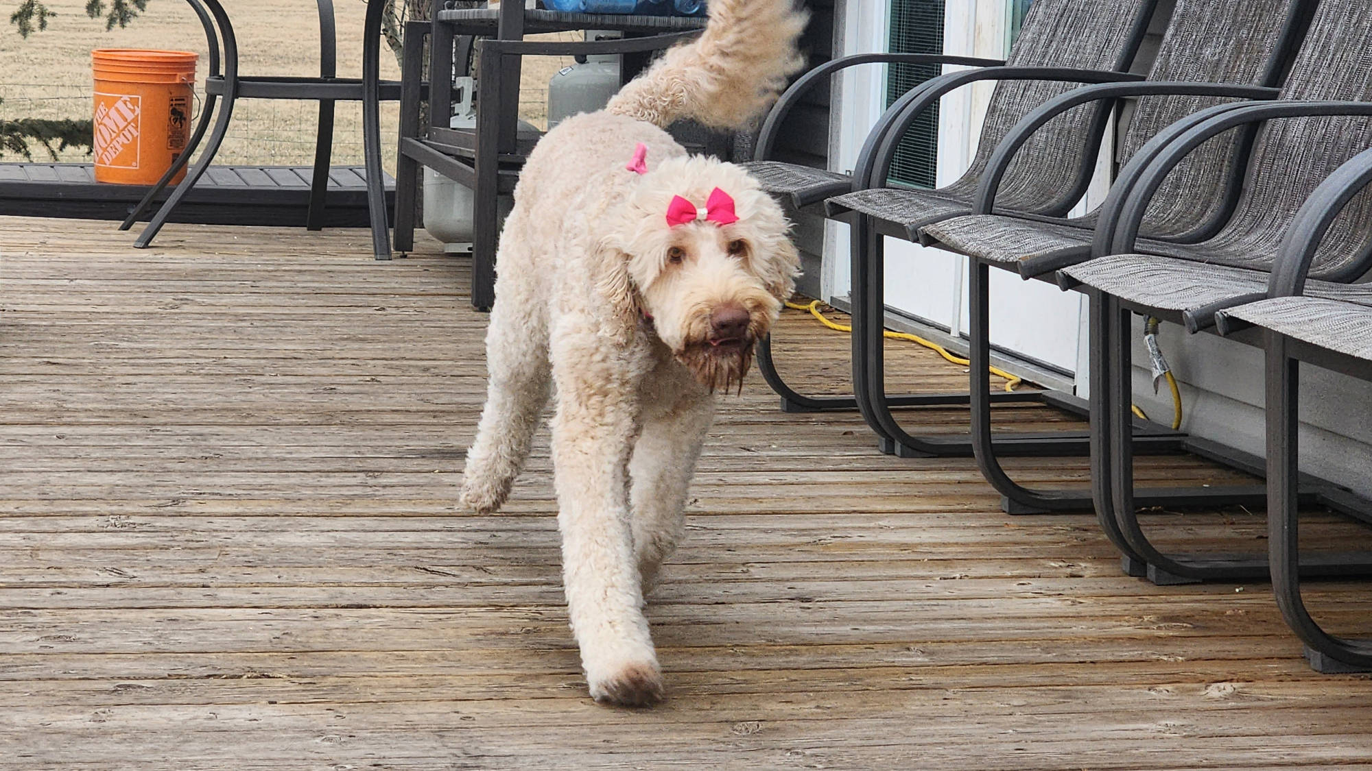 Australian Labradoodle - Big Rock's Mother of Dragons - Khaleesi