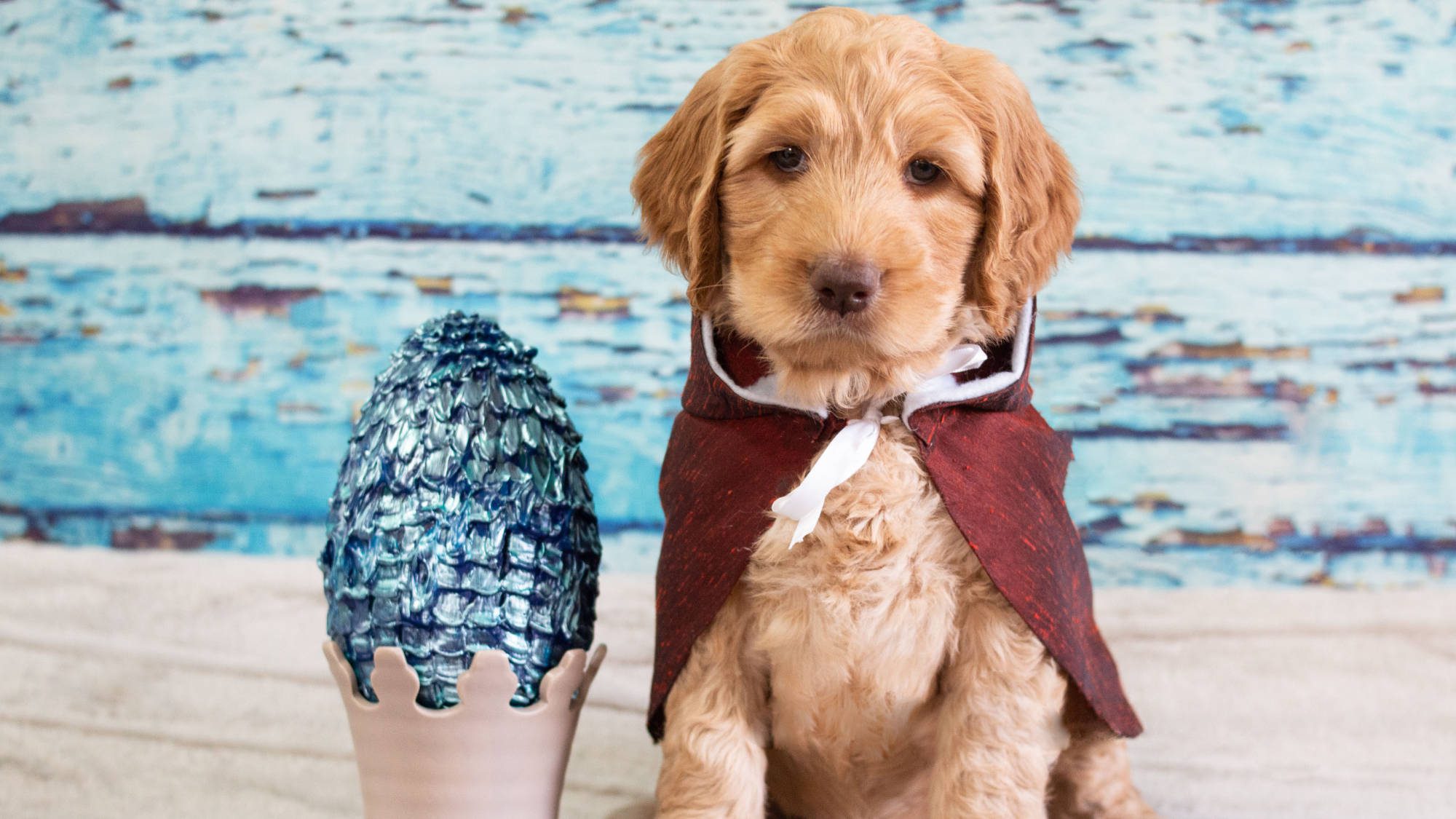 Australian Labradoodle - Big Rock's Mother of Dragons - Khaleesi