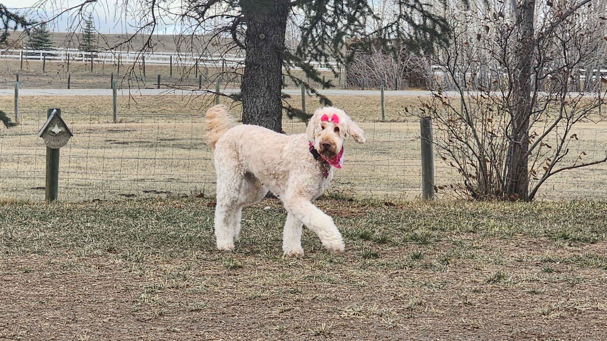 Australian Labradoodle - Big Rock's Mother of Dragons - Khaleesi