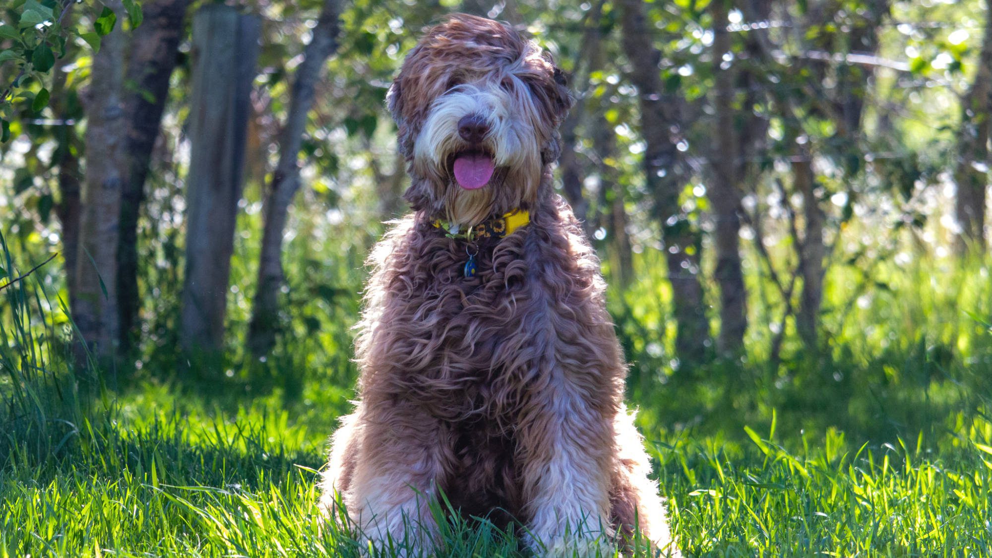 Australian Labradoodle - Big Rock's Petunia Pig - Luna