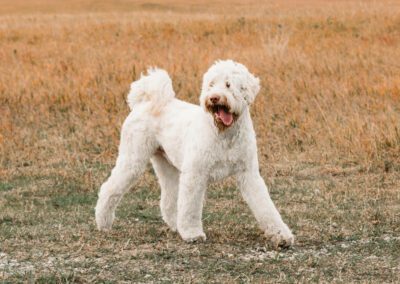 Big Rock’s Rare Element