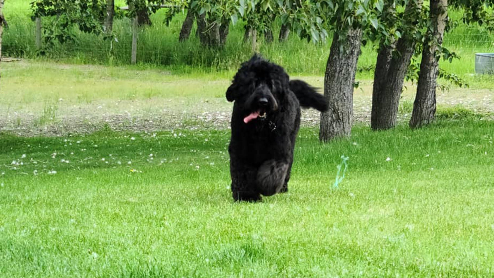 Australian Labradoodle - Big Rock's Sherman - Sherman