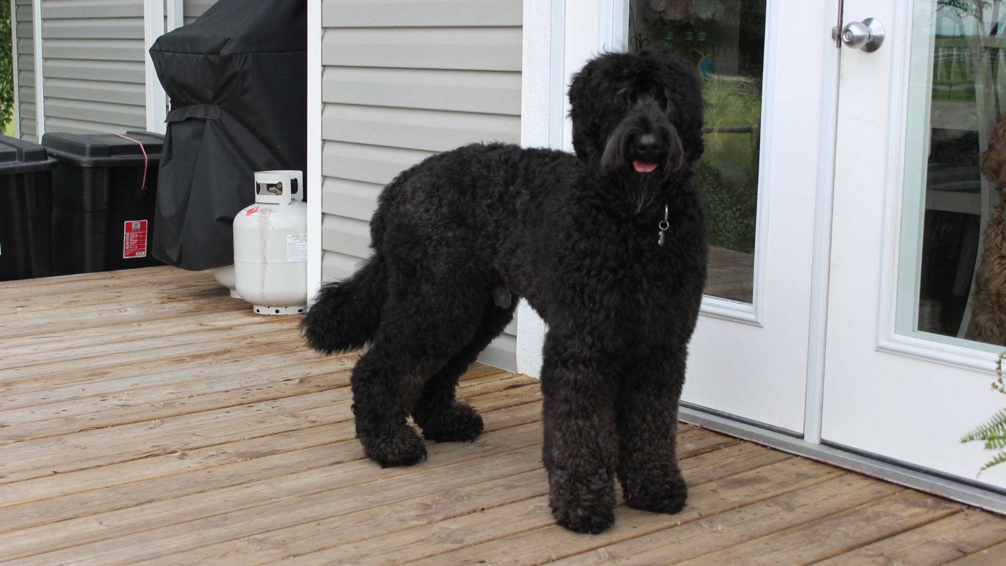 Australian Labradoodle - Big Rock's Sherman - Sherman