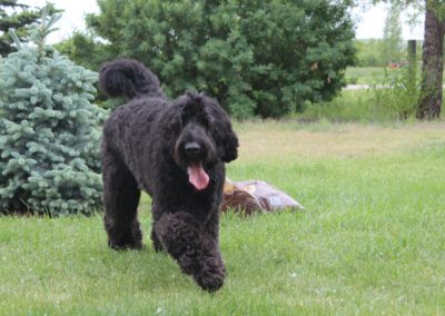 Big Rock’s Sherman