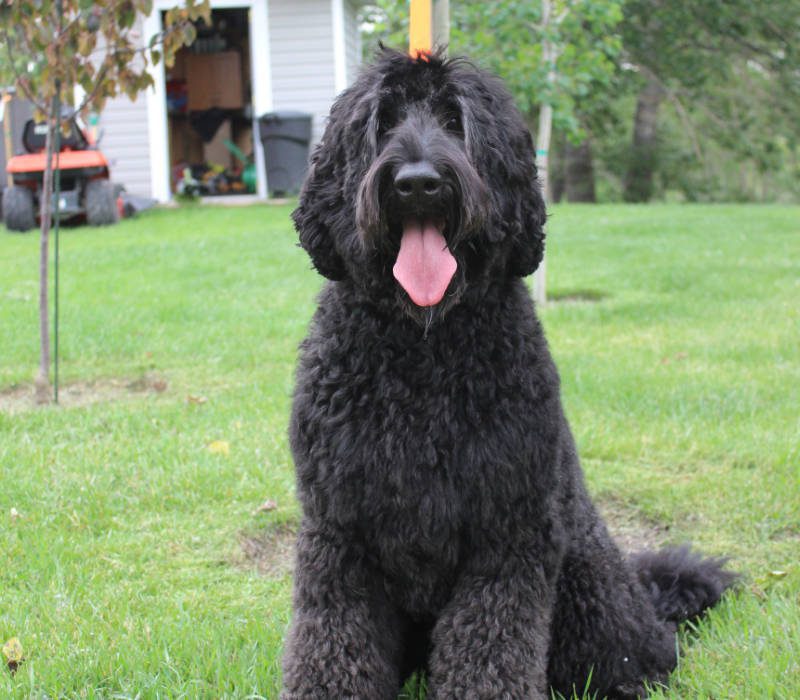 Cherry Blossom Healing Arts Board Certified Practitioners