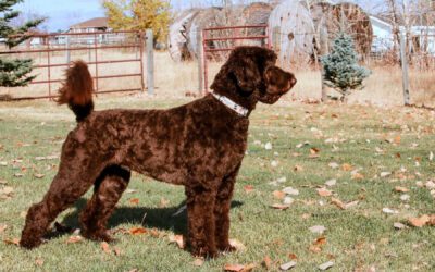 Australian Labradoodle - Big Rock's Trace Element -Selenium