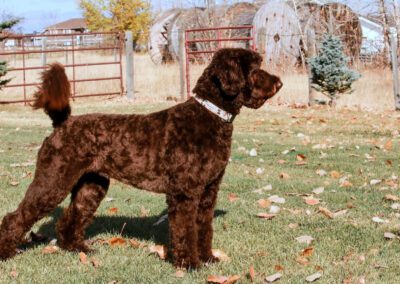 Big Rock’s Trace Element