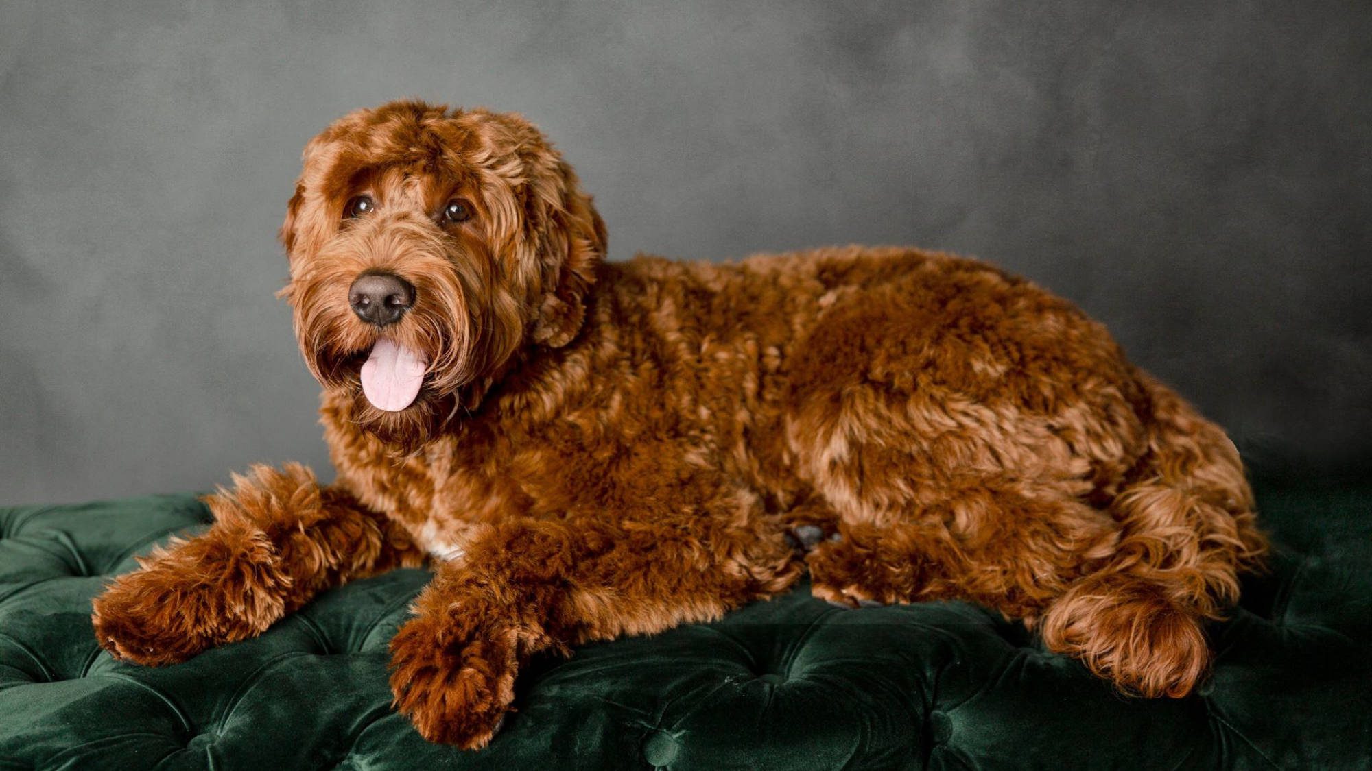 Australian Labradoodle - Rosebud's Red Prince Charlie