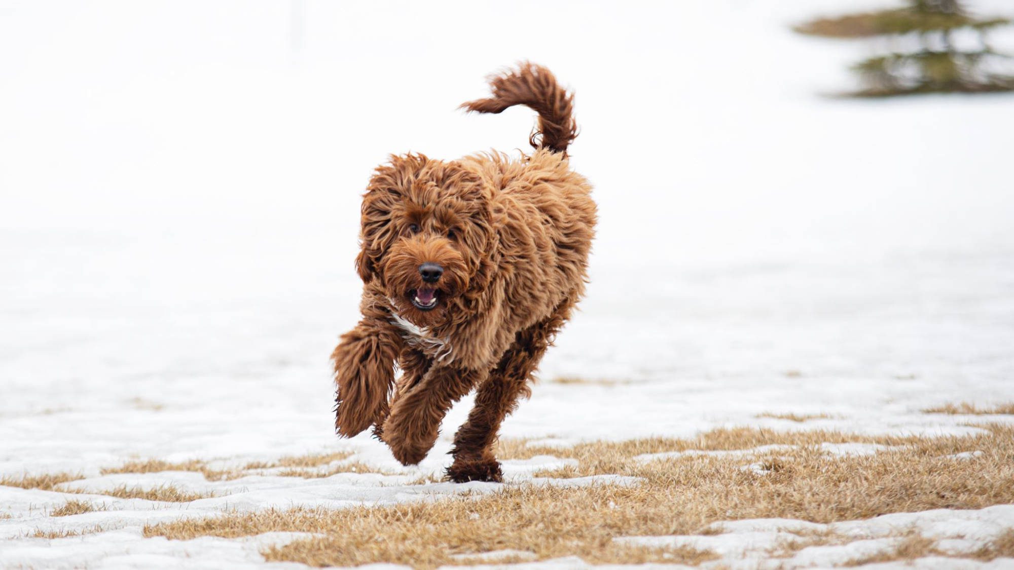 Australian Labradoodle - Rosebud's Red Prince Charlie