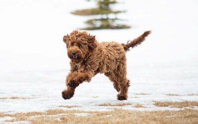 Natural Flea and Tick Prevention for Dogs