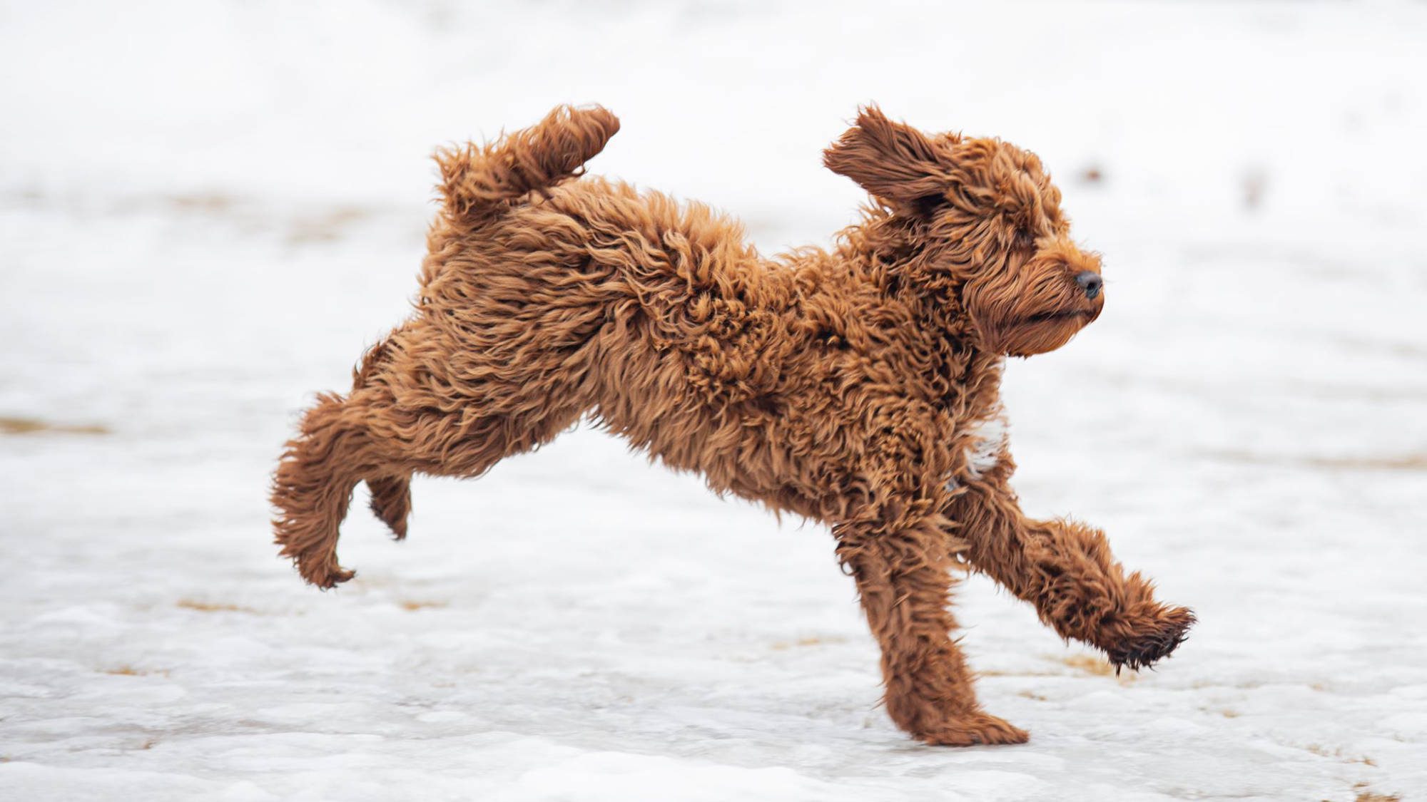 Australian Labradoodle - Rosebud's Red Prince Charlie