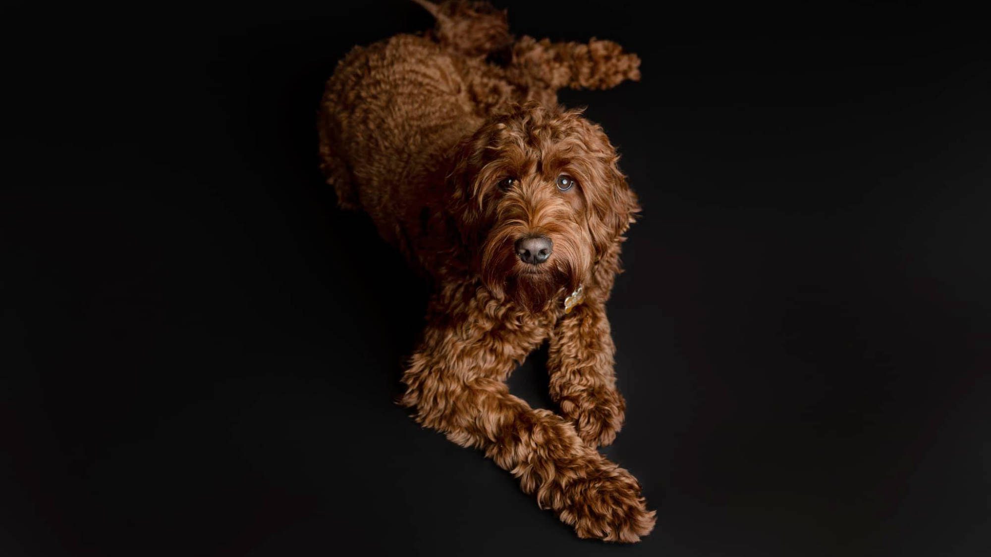 Australian Labradoodle - Rosebud's Red Prince Charlie