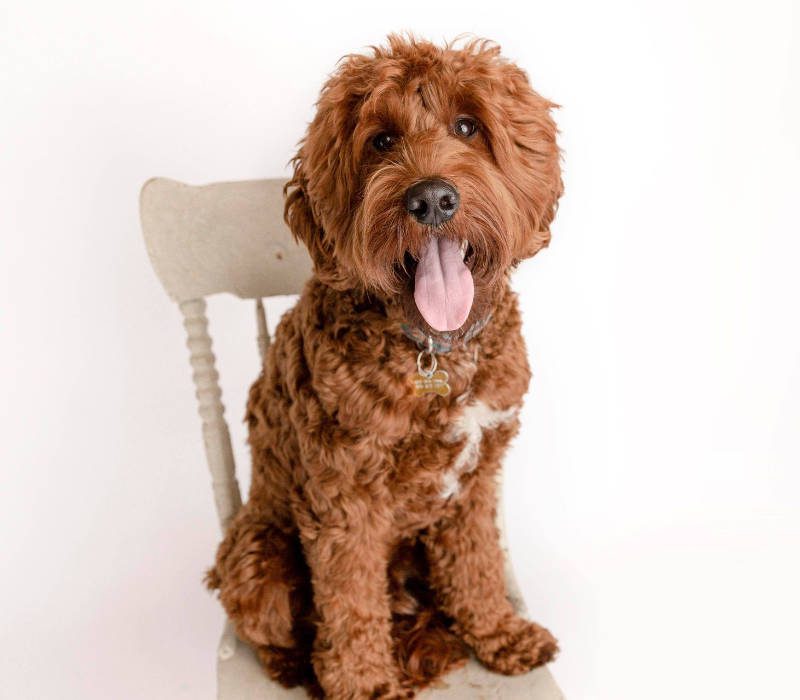 Cherry Blossom Healing Arts Board Certified Practitioners