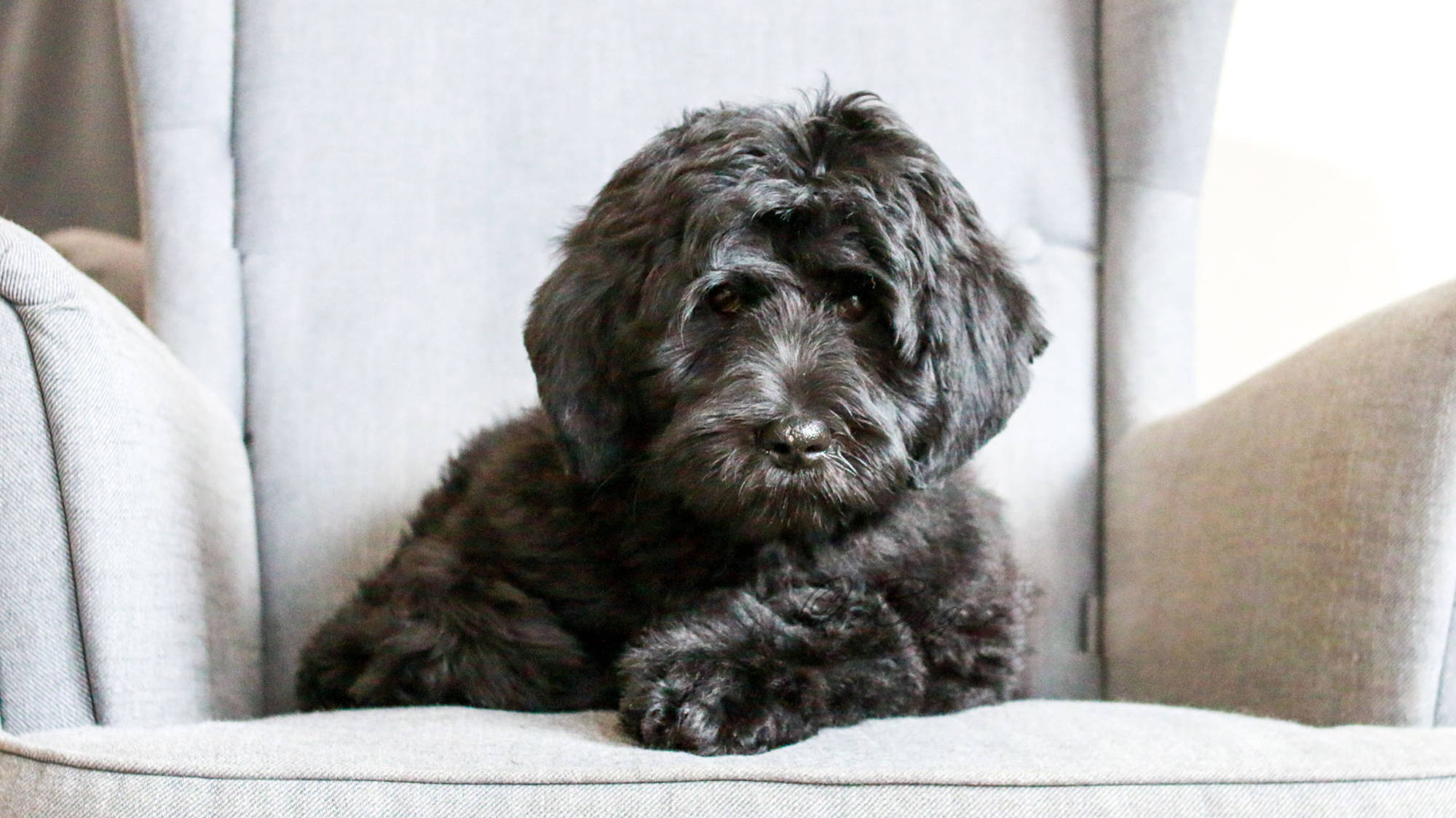 Australian Labradoodle - Sunrise Big Mountain Gorilla - Fossey