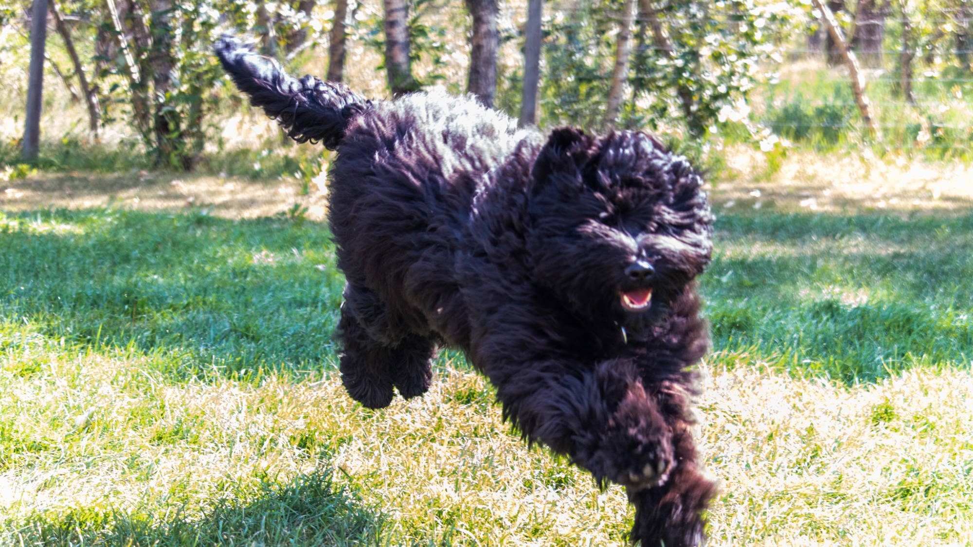 Australian Labradoodle - Sunrise Big Mountain Gorilla - Fossey
