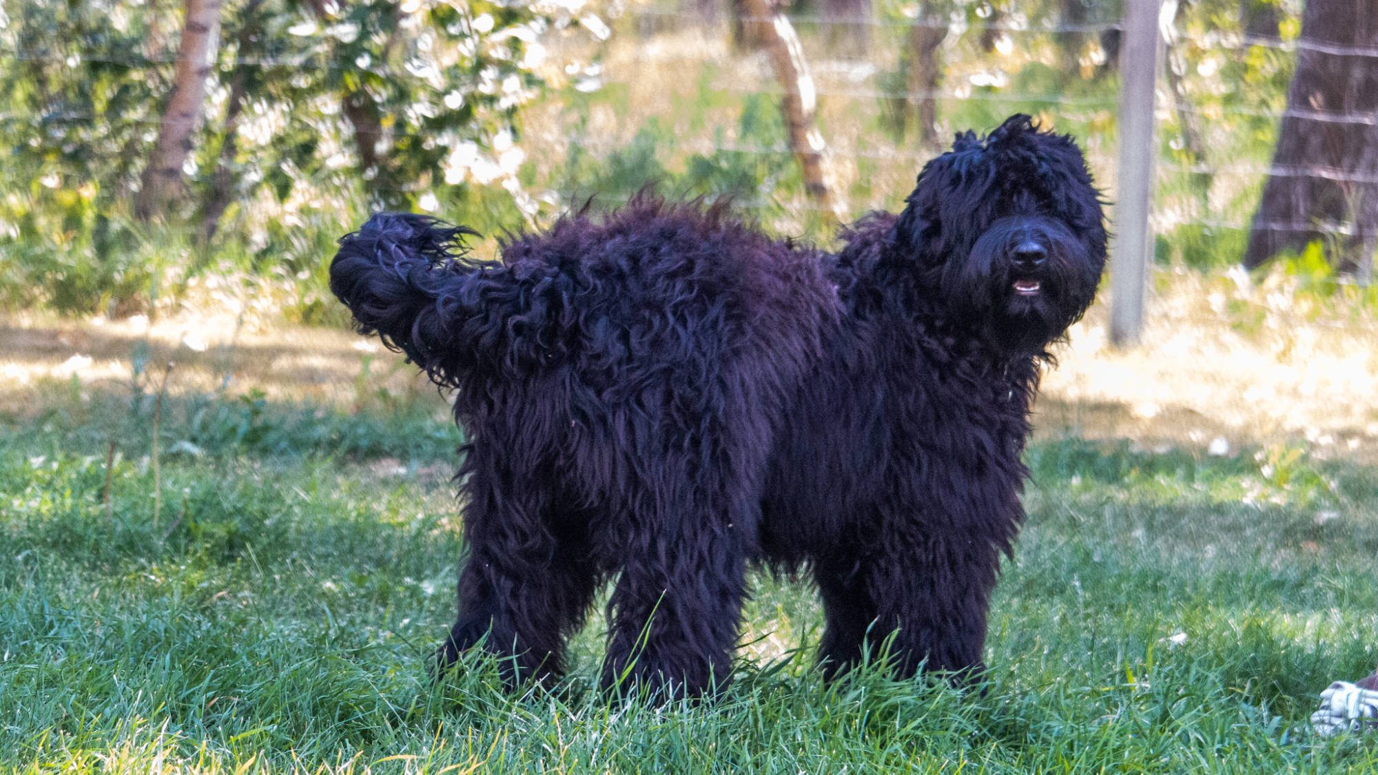 Australian Labradoodle - Sunrise Big Mountain Gorilla - Fossey