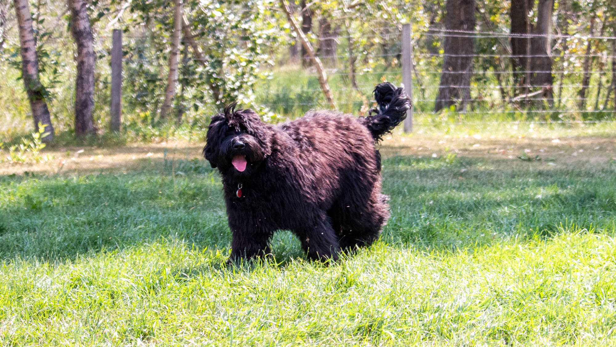 Australian Labradoodle - Sunrise Big Mountain Gorilla - Fossey