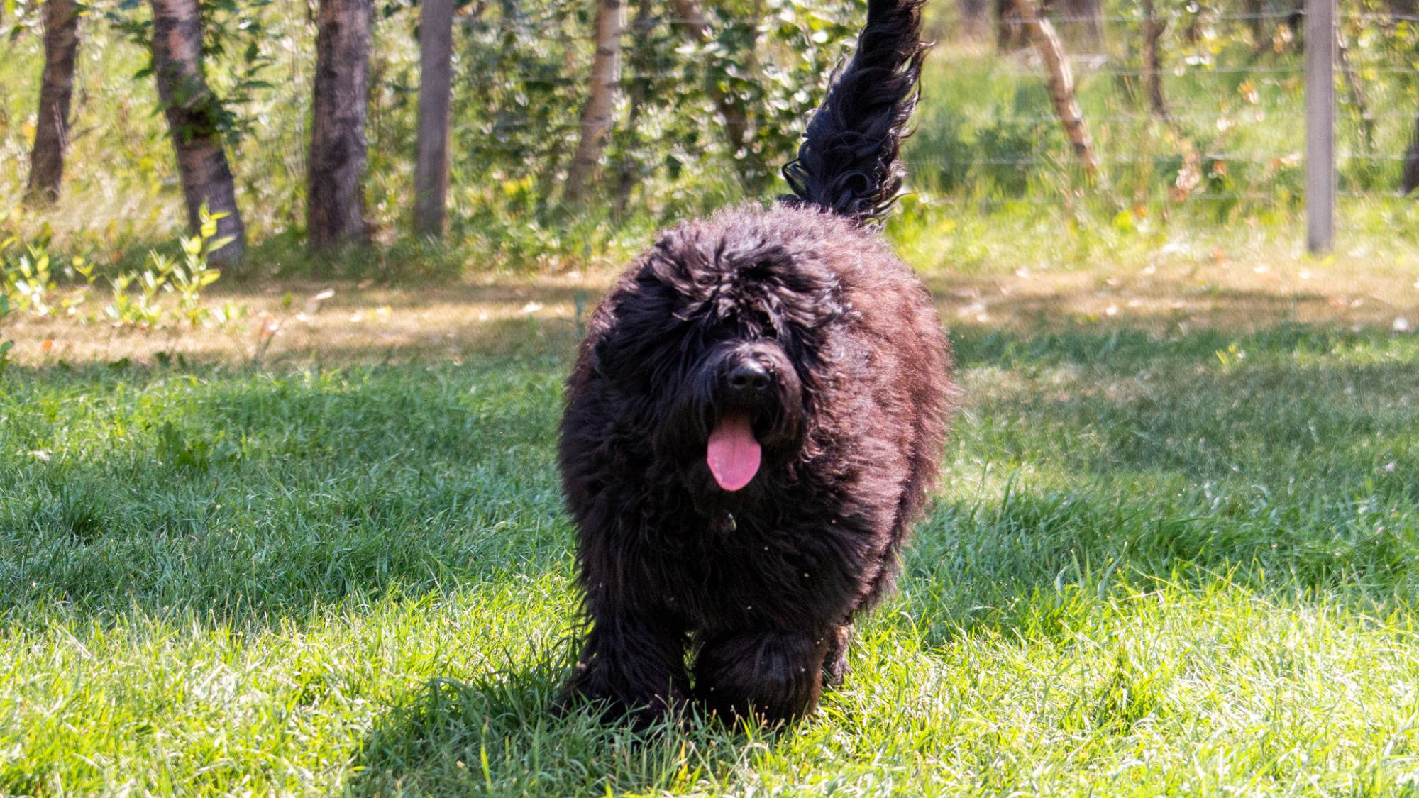 Australian Labradoodle - Sunrise Big Mountain Gorilla - Fossey