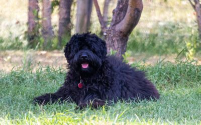 Black Australian Labradoodle - Sunrise Big Mountain Gorilla - Fossey