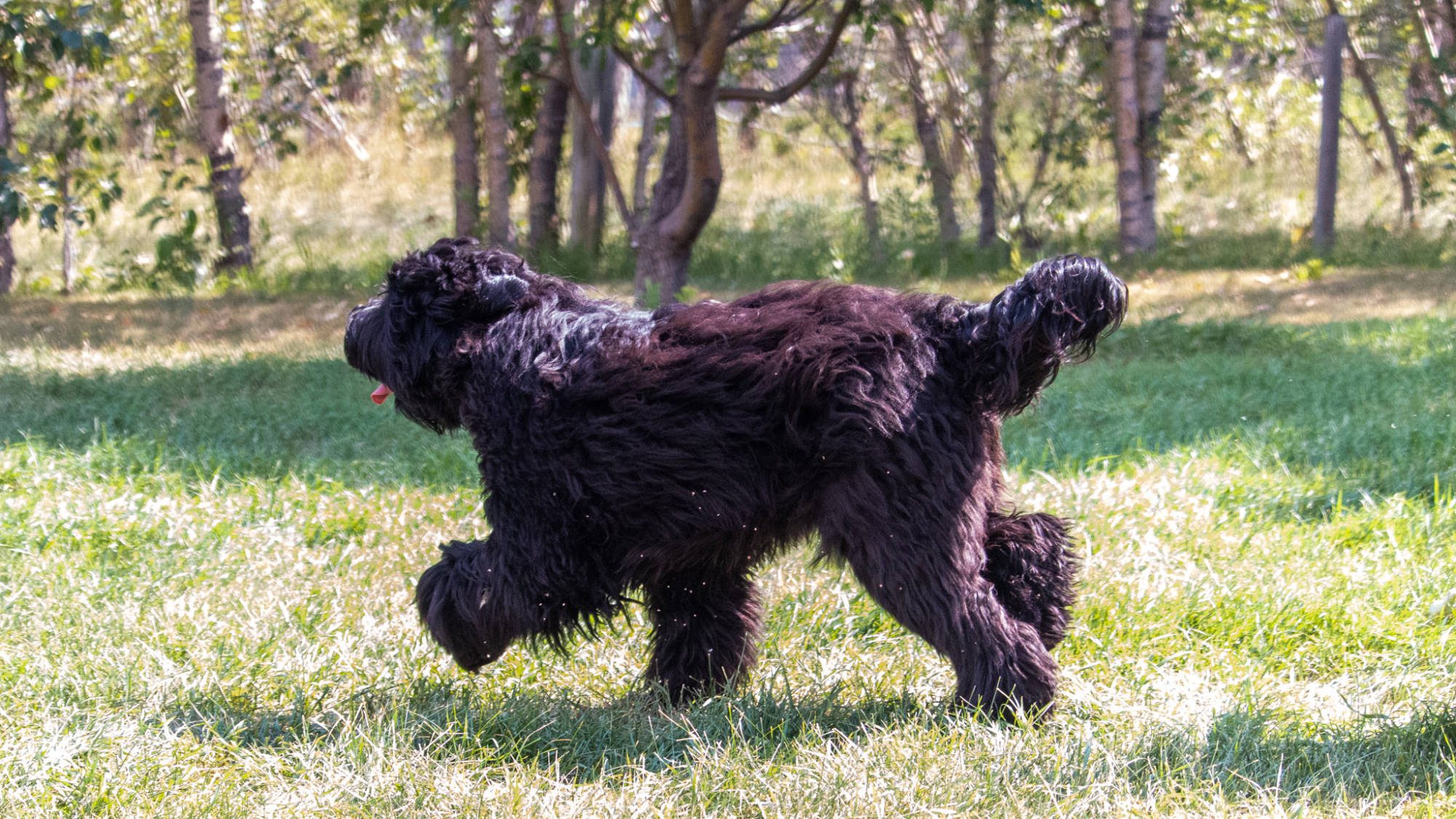 Australian Labradoodle - Sunrise Big Mountain Gorilla - Fossey