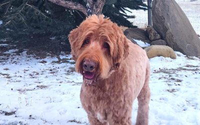 Australian Labradoodle - Tampa Bay’s Electric Manatee - Apollo