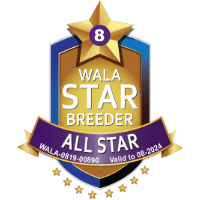 2024 WALA Star Breeder badge for Big Rock Labradoodles