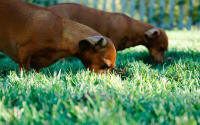Why Do Dogs Sniff Everything?