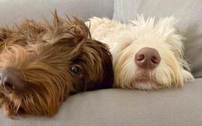 Should I Get a Second Dog?