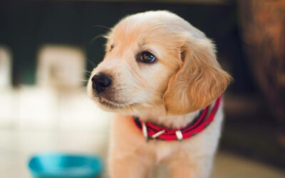 Puppy Crate Training Schedule