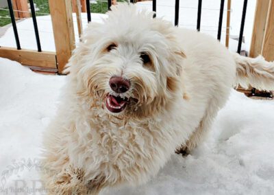 Big Rock’s Apricot Kisses