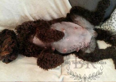 Big Rock’s Baby Ruth