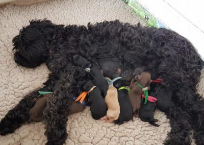 Big Rock’s Coco Chanel