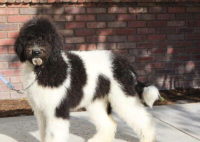 Country’s Language of Love