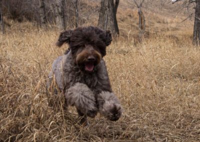 Breton Labradoodles’ Sir William Alexander, Earl of Stirling