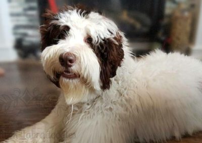 Lakewood Labradoodles’ Hemingway