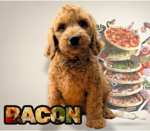 Big Rock Labradoodles Pizza Litter at 8 weeks - Bacon
