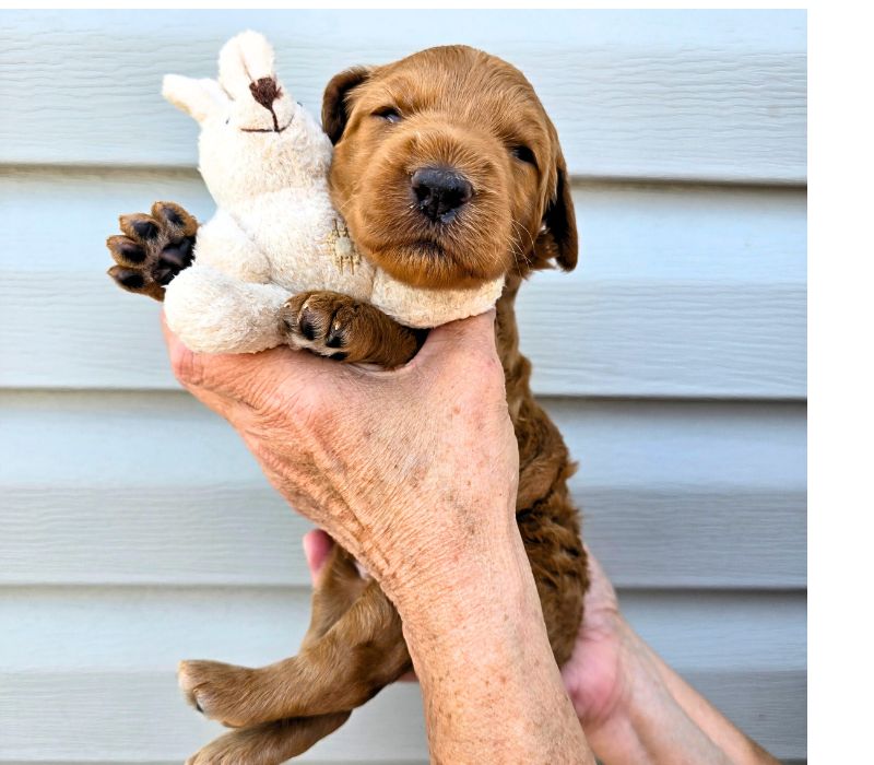 Big Rock Labradoodles Pizza Toppings Litter at two weeks old. This is Black Olive, a female