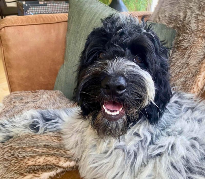 Cherry Blossom Healing Arts Board Certified Practitioners