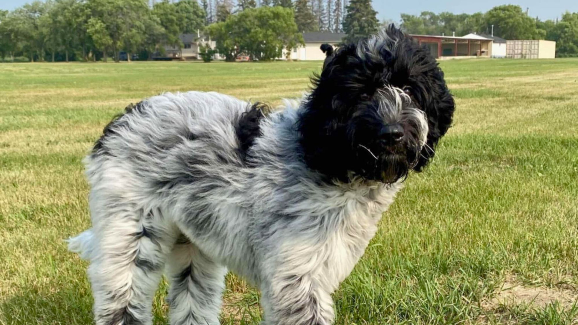 Black roan Australian Labradoodle in a field.