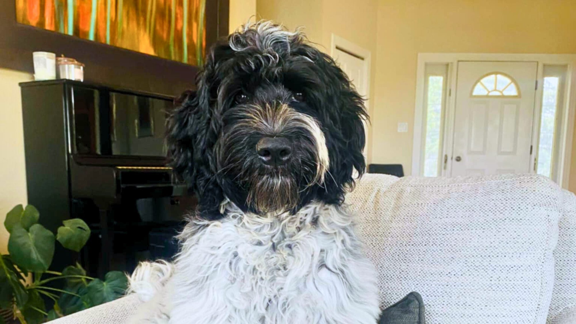 Black roan Australian Labradoodle.