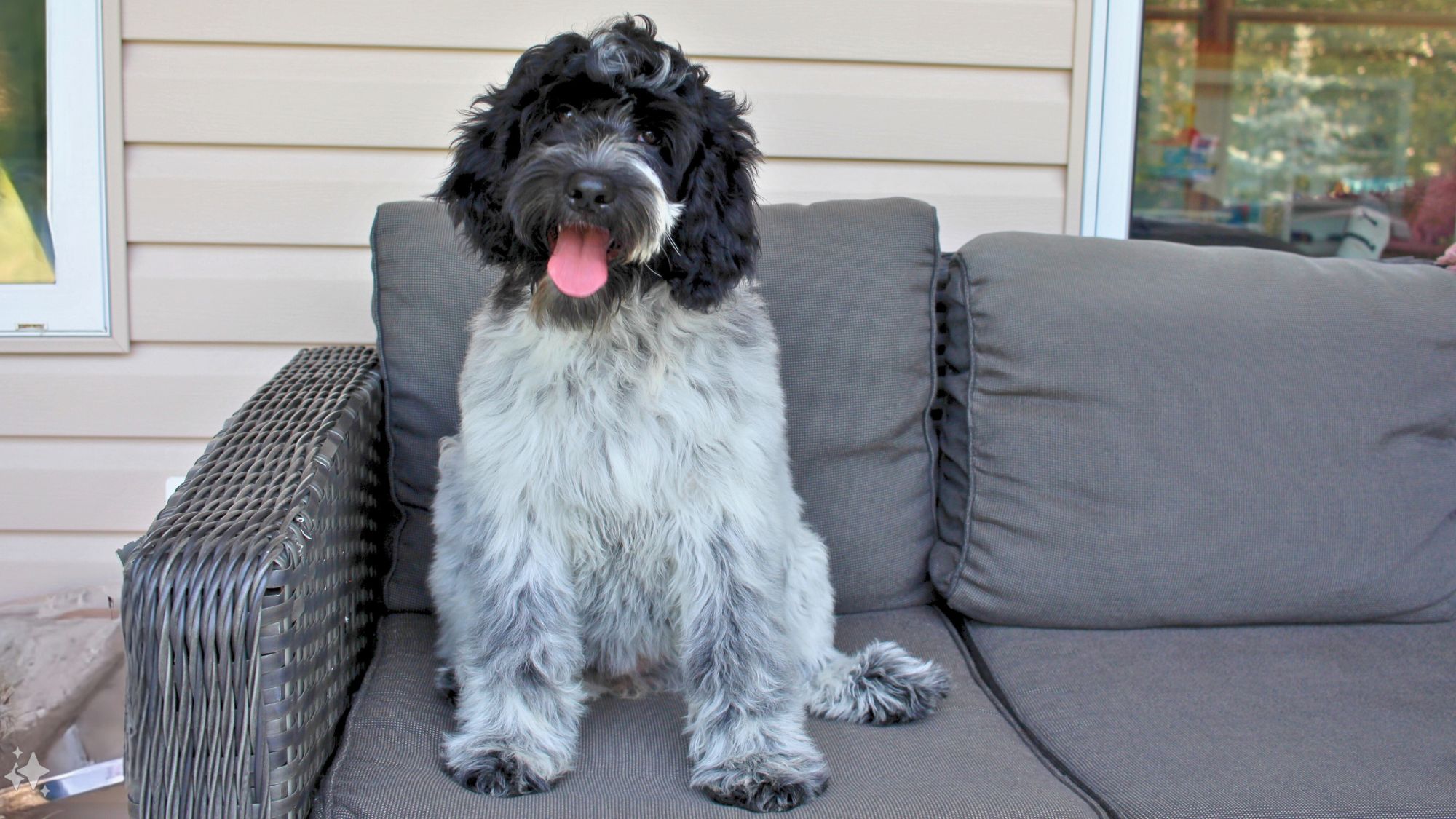 4 month old black roan Australian Labradoodle.