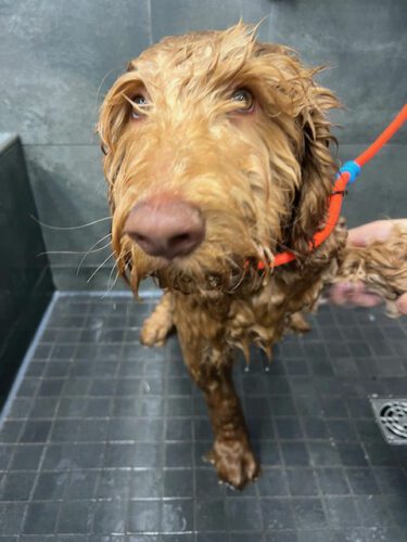 Royal did not like his bath, but he was a good boy!