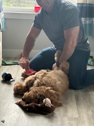 Parris Brushing Royal