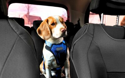 Is It Illegal To Leave Your Dog in the Car?